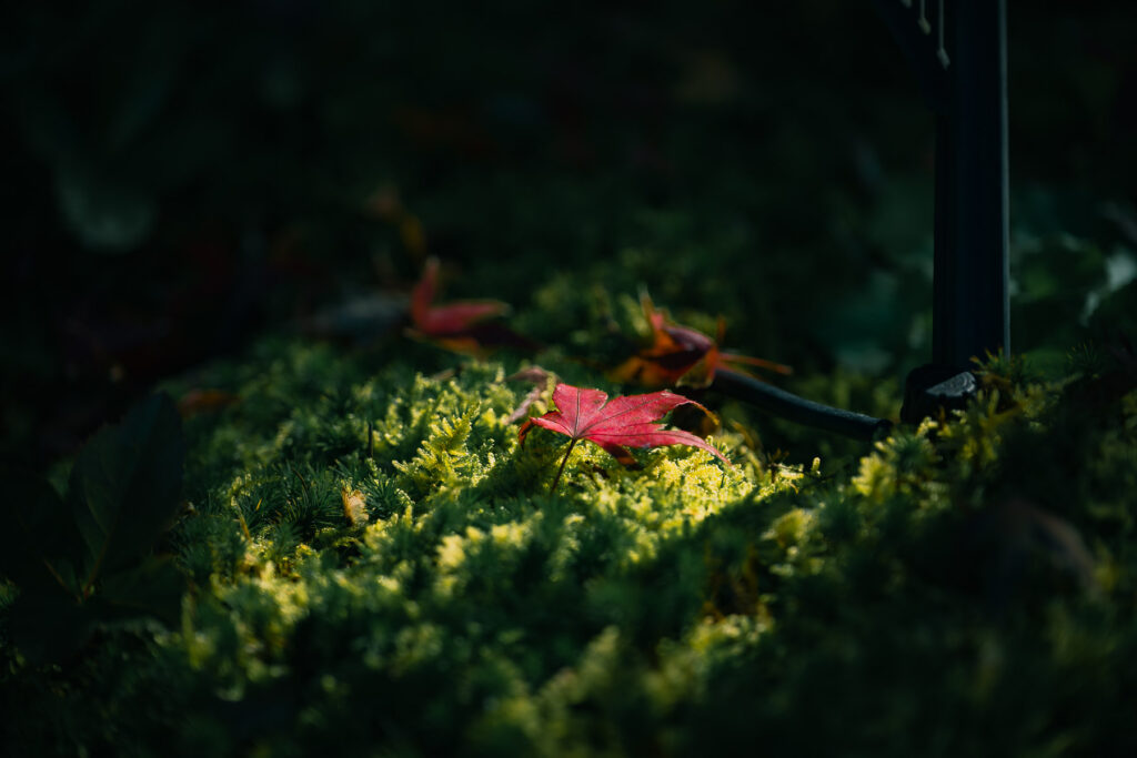 丈山苑の苔の上に落ちた紅葉