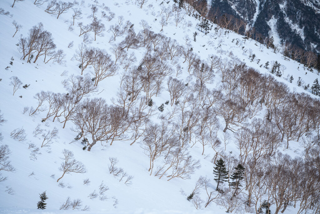 雪の斜面に立つ木々