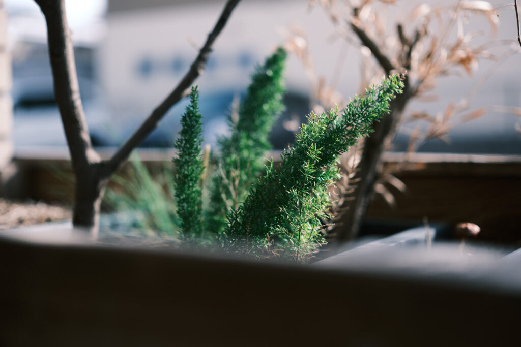 窓辺の鉢植え