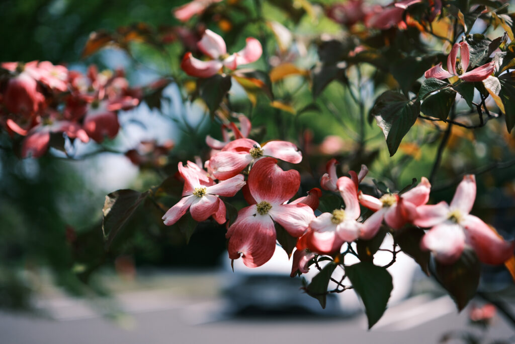 ハナミズキの花。背景が柔らかくボケている