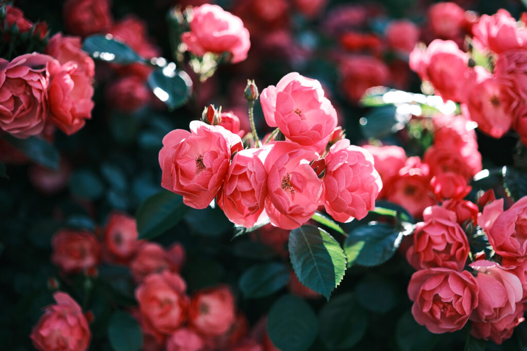 開放で撮ったバラの花